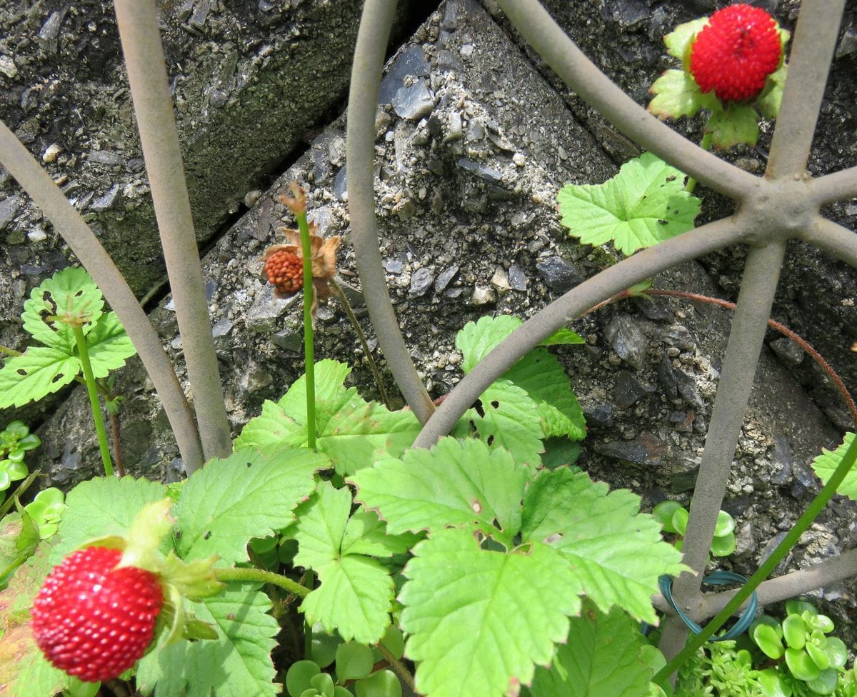 ワイルドストロベリー🍓 丸くコロンとした赤い実が可愛い💕