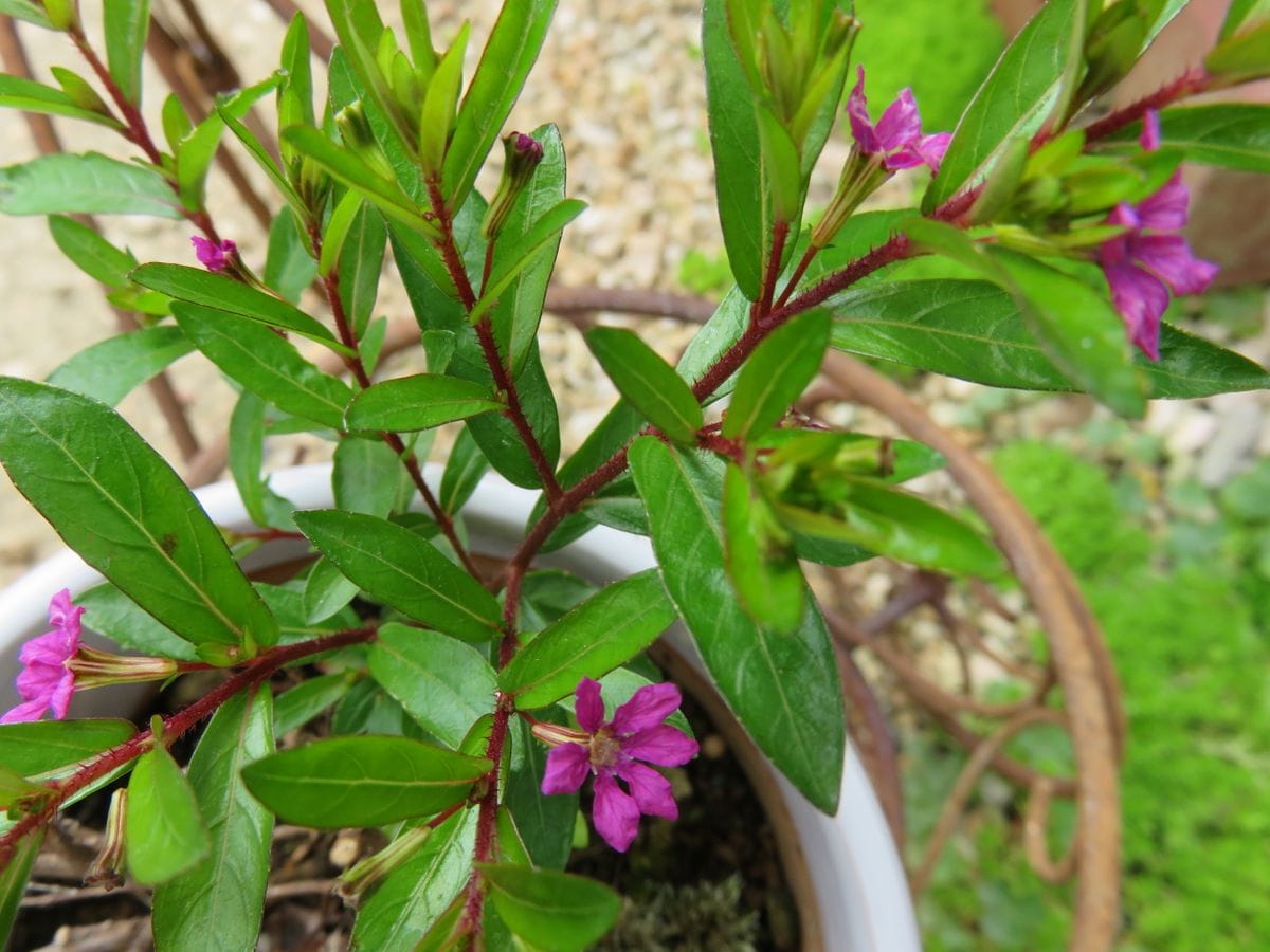 枝に小さなピンクのお花が🌺