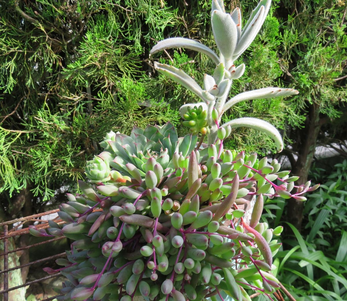 多肉植物の寄せ植え