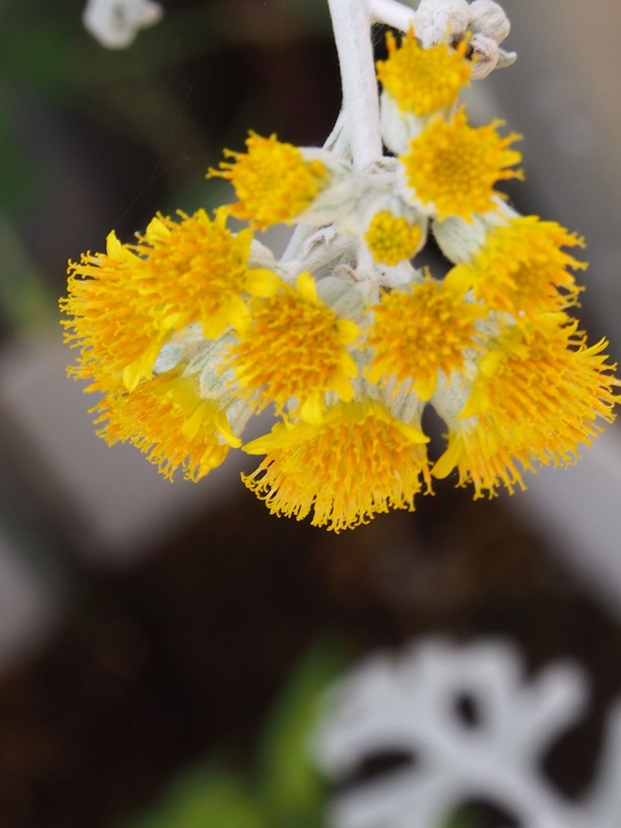 2017.7.18  白妙菊の花 年末の寄せ植えに買った白妙菊