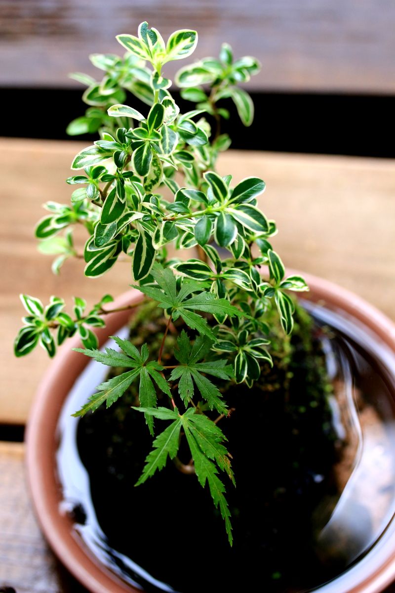 軽石に植え付けた白丁花とモミジ  とても元気ですが、   モミジの紅葉はまだのようで