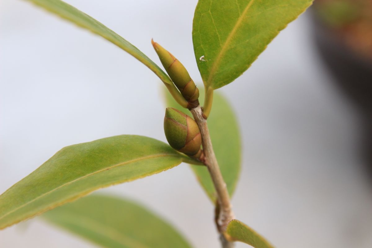 黄花の椿「初黄」が  二つだけ花芽を付けました。   下が花芽、上は葉芽です＾＾