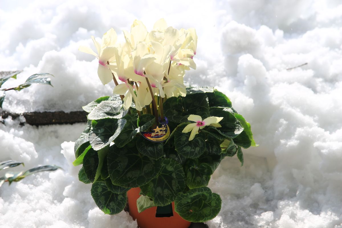 そうそう  黄色のシクラメンが   間違いなく白でないことがわかるよ。 雪の上で記念撮