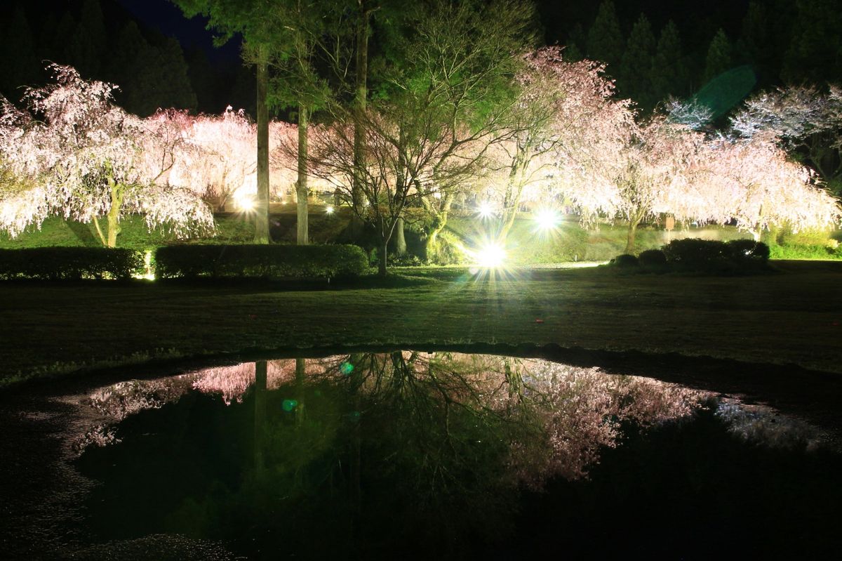 竹田のしだれ夜桜に行ってきました。  先日の大雨で出現した水たまりに   ライトアッ