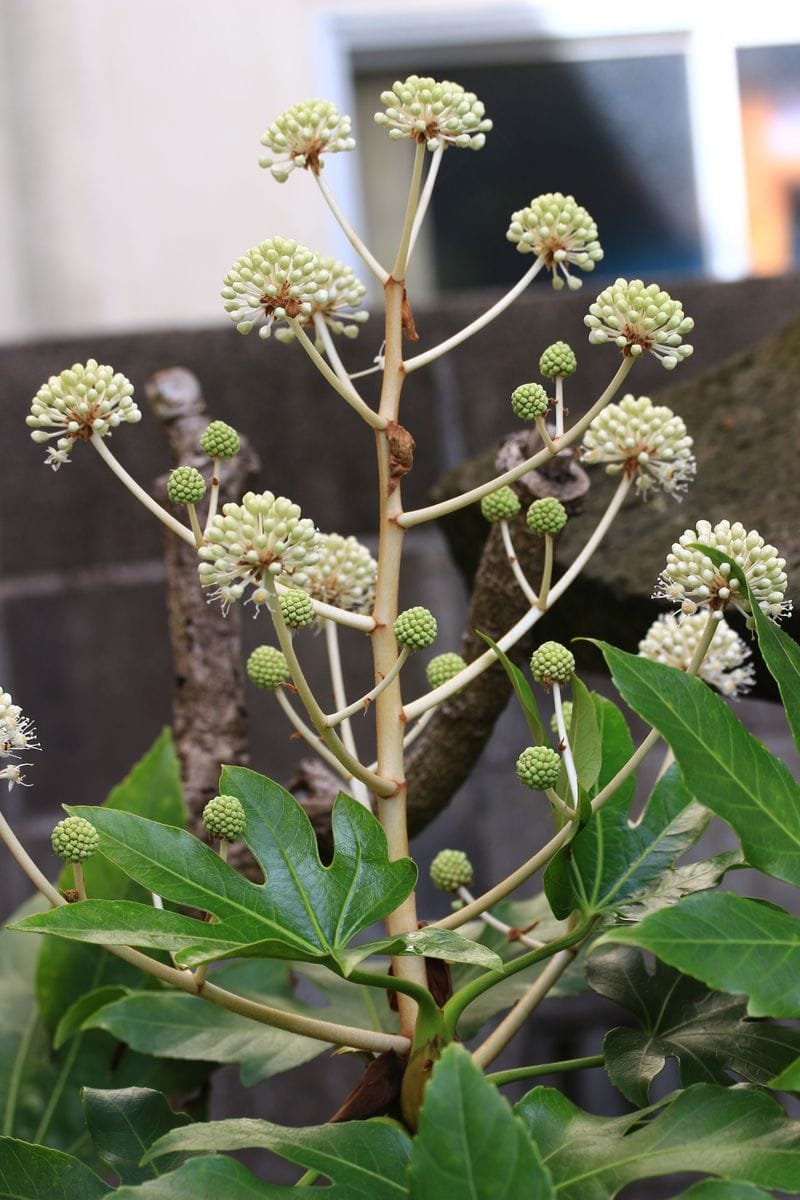 紅葉樹に混じって  ヤツデが花を咲かせ始めました。   順番を待ってたくさんの蕾が   