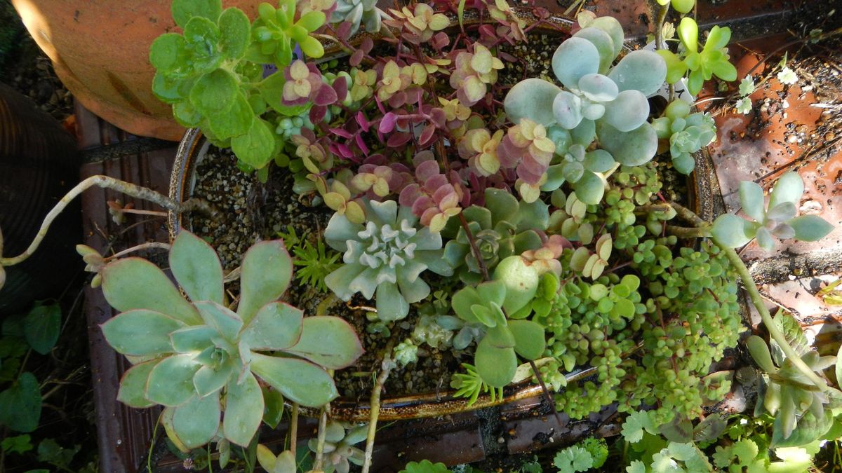 多肉植物の寄せ植え。 夏を乗り越え元気いっぱい育ってます。