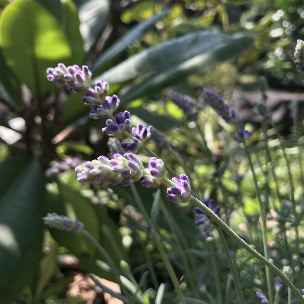 ラベンダーの写真 by ラリマール アロマティコ ブルー 独特のウグイス色の花萼もいい