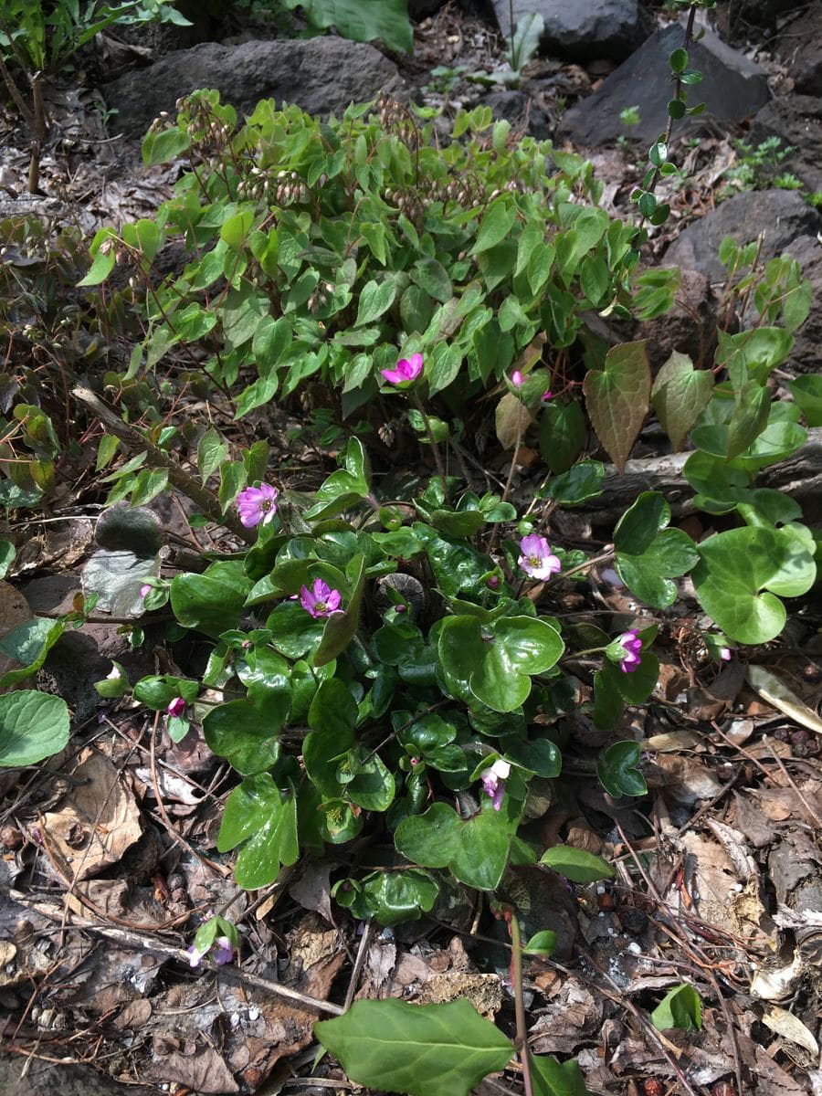 何の花だろう、、、