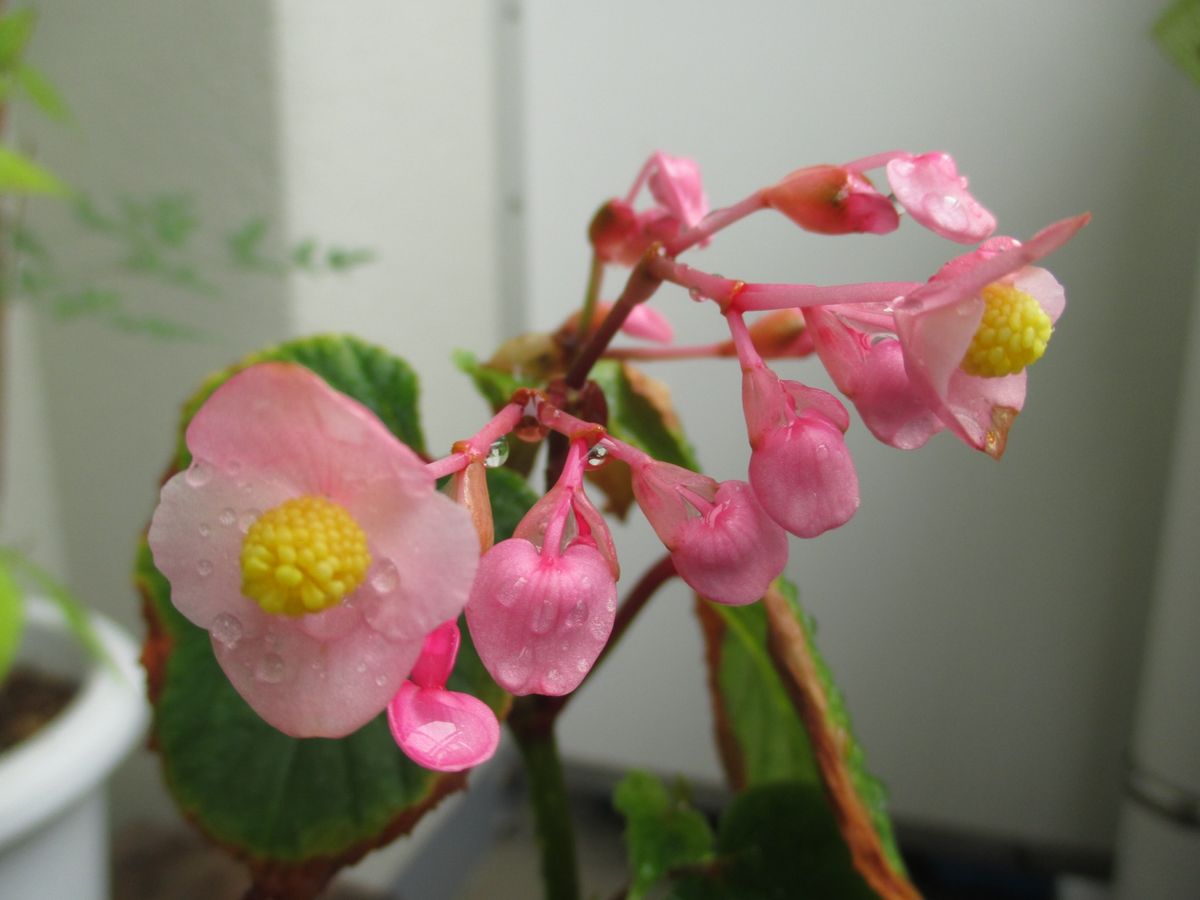 シュウカイドウの写真 by 四季彩 今朝、シュウカイドウの雄花も咲きました🌸 葉はベラ