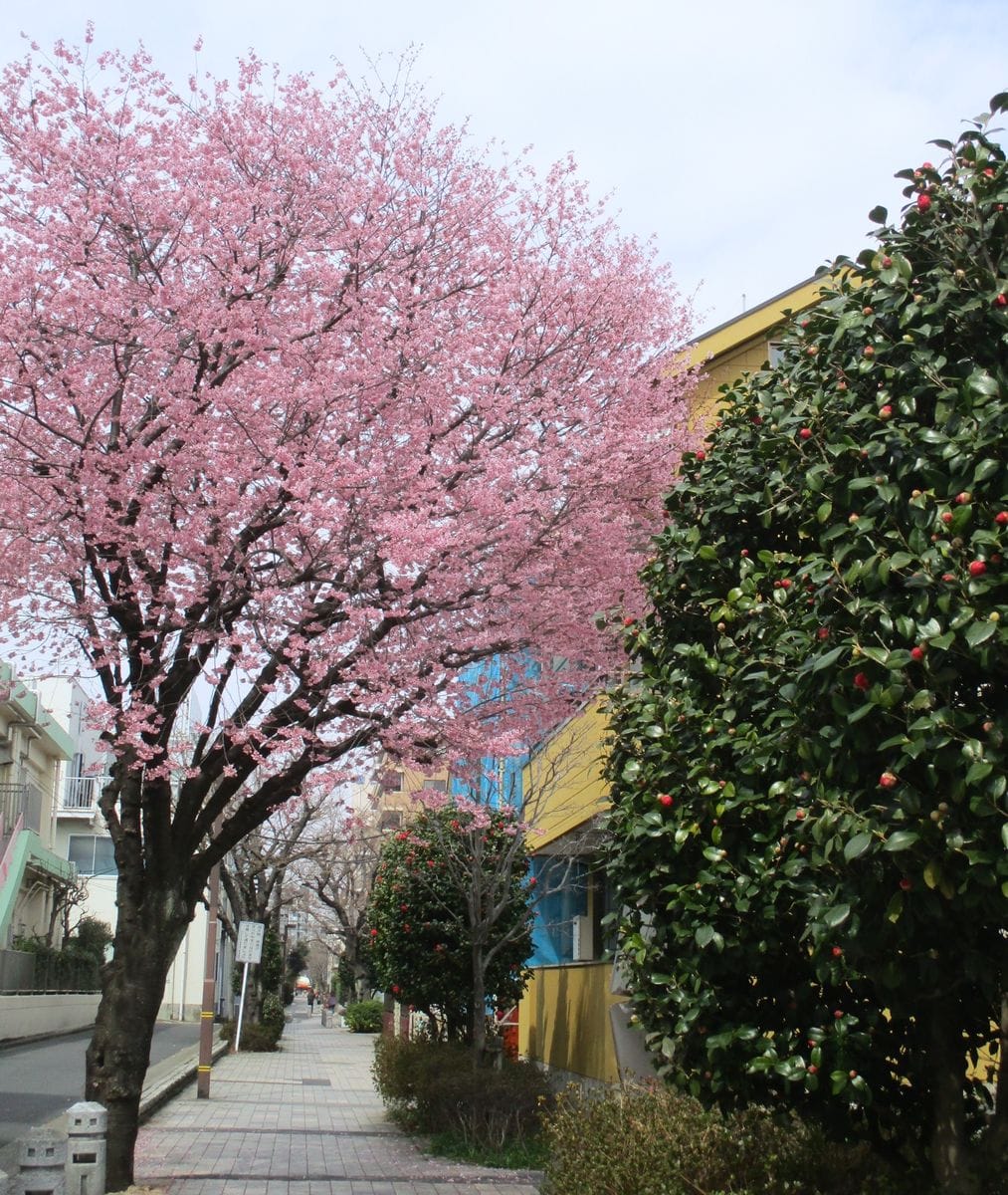 満開の寒緋桜と、これから咲く椿が一緒    このさきに染井吉野もスタンバイ🎵    楽し