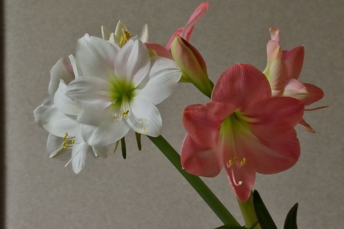 アマリリスの写真 by Oz アマリリス ロージースターとスーザンの２花茎目