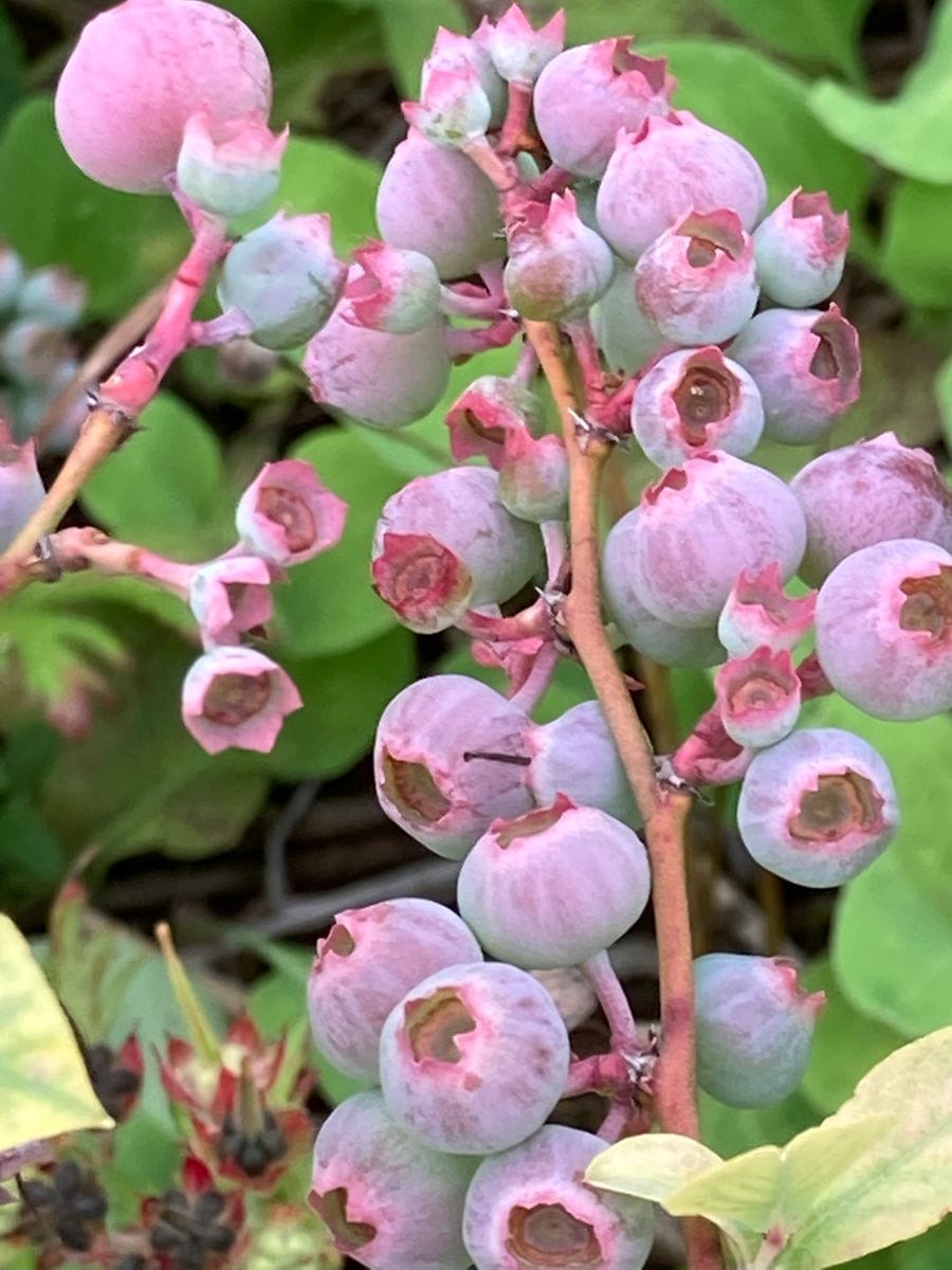 ラビットアイ系デライト 一段と染まってきました‼︎  # Vaccinium