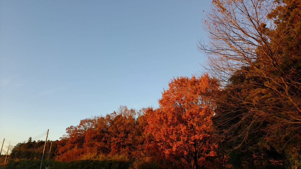 雨があがり、日差しに紅葉が照らされて綺麗でした！