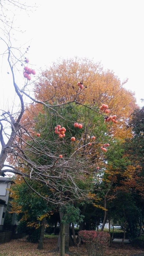 カキ（柿）の写真 by みーば 水戸市東部図書館 公園になぜか柿の木が植えてあります👀 