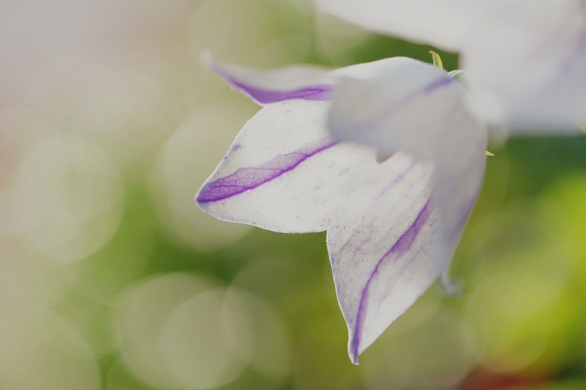 絞り咲きアポイギキョウ  絞りを見せたいので、花芯は写らないアングルを選択していま