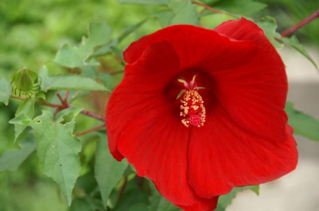 タイタンビカス アドニス新種の花です 我が家の庭 ２４年秋 のアルバム みんなの趣味の園芸217