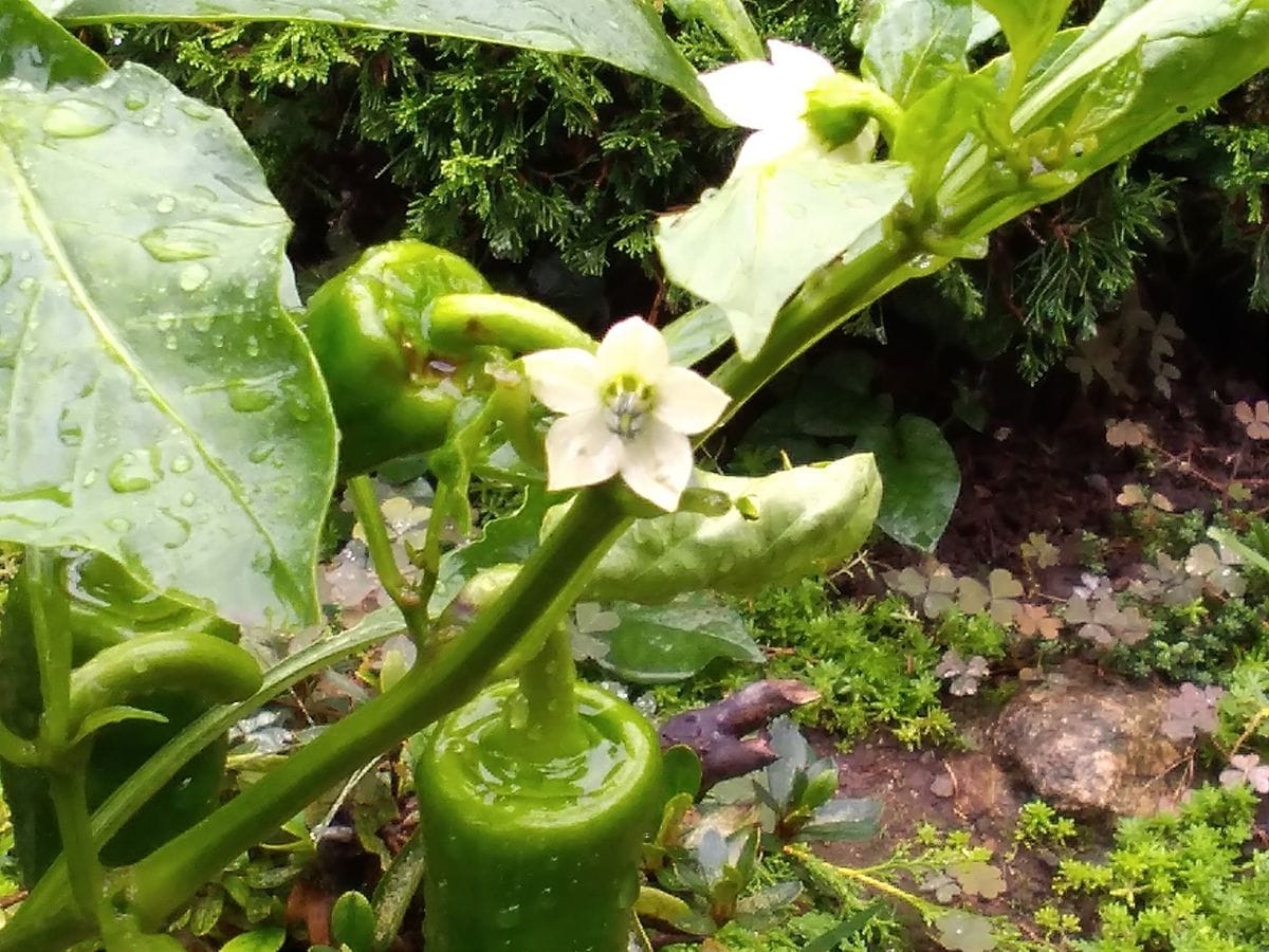 まだ咲いている、ピーマンの花