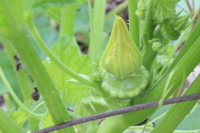 UFOズッキーニの雌花