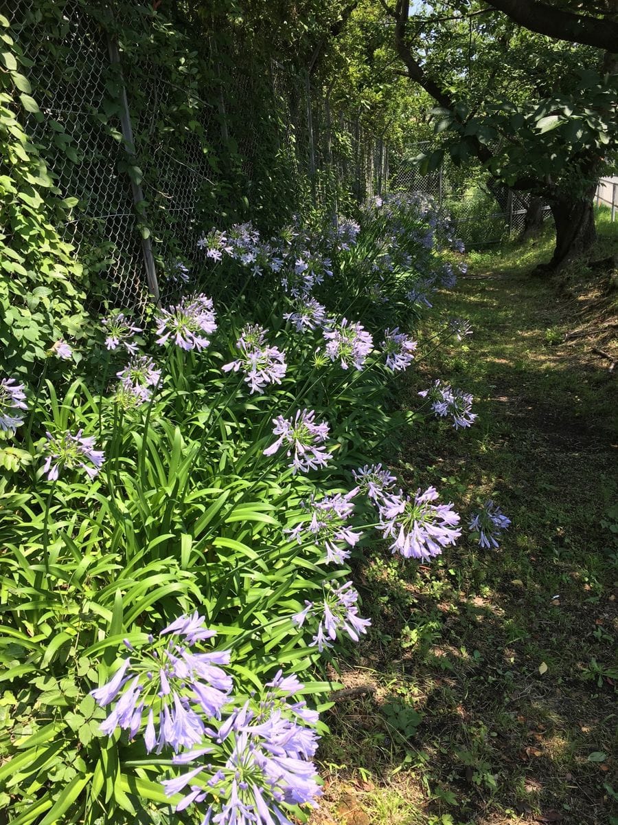 アガパンサスの写真 by あさまゆ アガパンサス  仕事場の門を出ると桜の木の向かいの