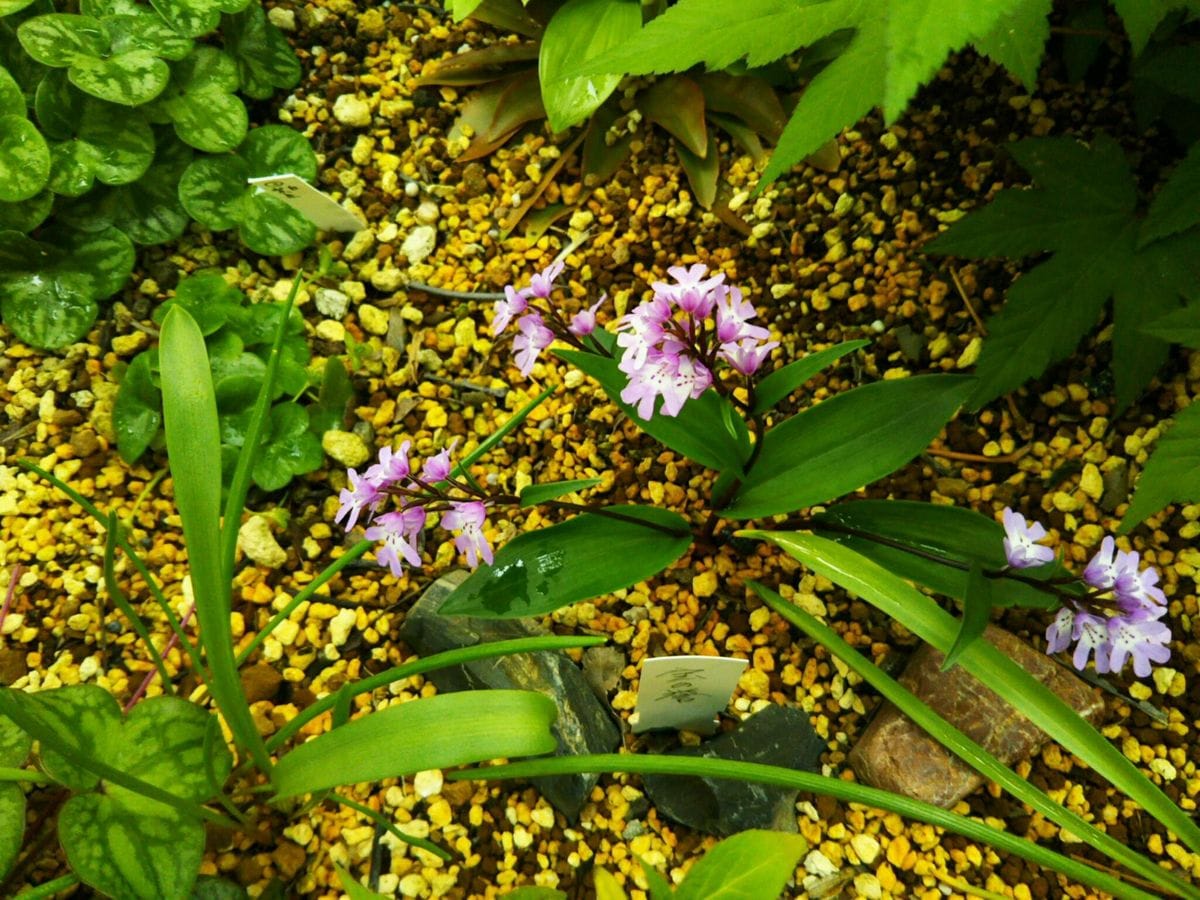 イワチドリの写真 by なめこふ イワチドリ 宝の誉。 結構花が長持ちです。 特別な世話