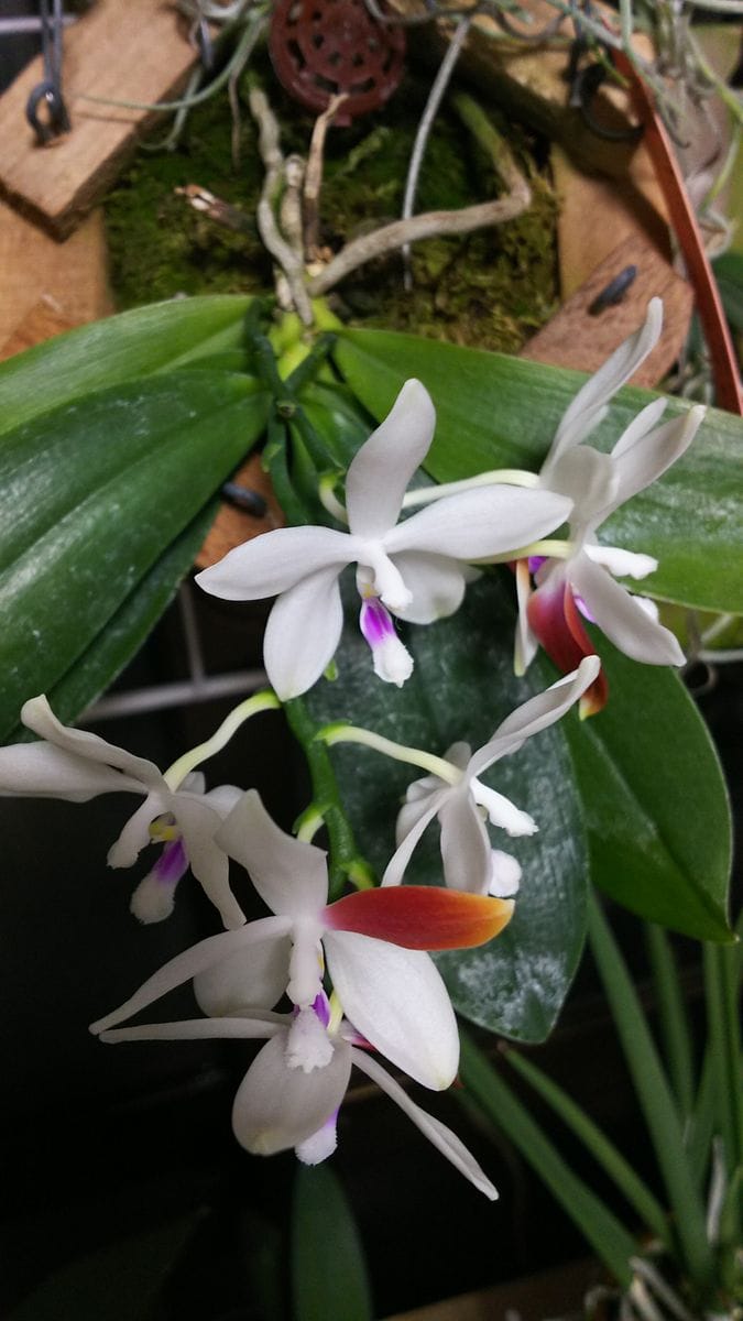 コチョウラン（胡蝶蘭）の写真 by ディディエリ Phal. tetraspis ＇C1＇ 原種胡蝶蘭テ