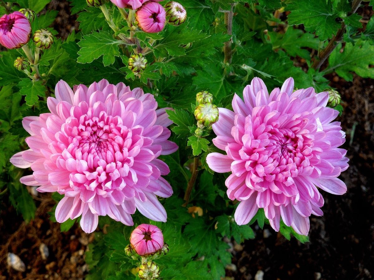 小ギク 小菊 の写真 みんなの趣味の園芸