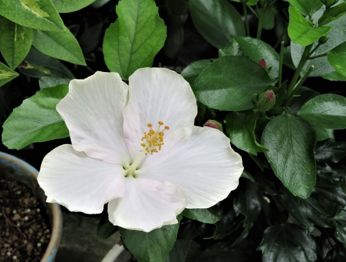 今日も花開いたハイビスカス白雪姫の花...毎日咲いて途切れることなく良く咲くハイビ