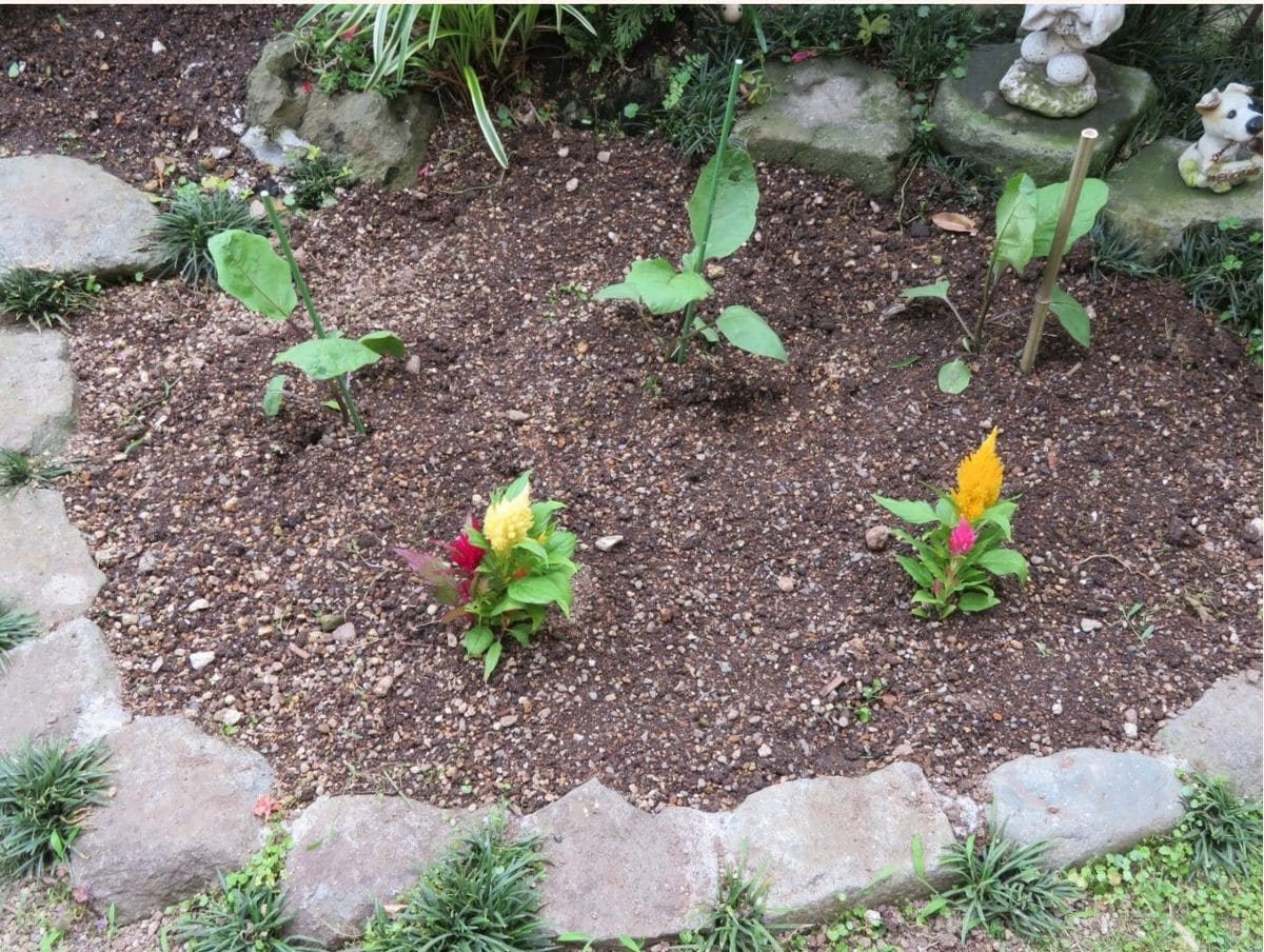 📷中央花壇にパンジービオラを植えていた後地を花か野菜かと悩んだ末、検討したのがナ