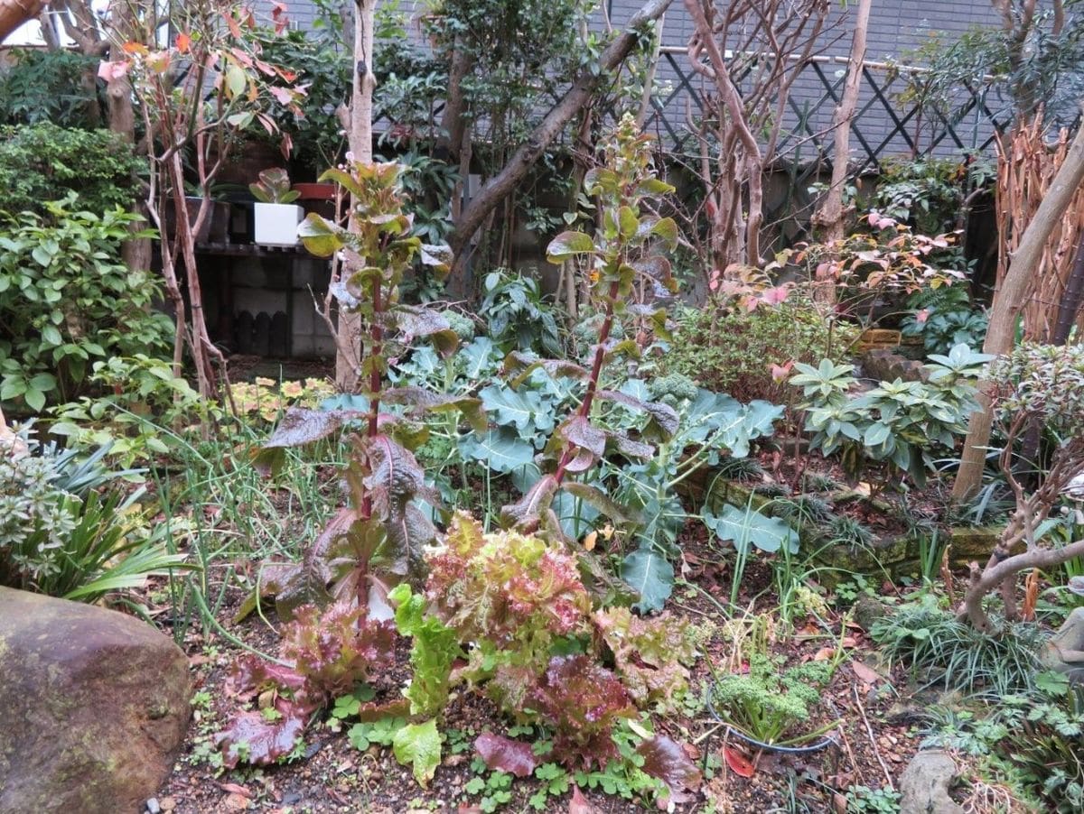 1⃣📷小さな花壇畑...🔶手前のレタスだけは食卓に出ている中で、後ろのブロッコリーや玉