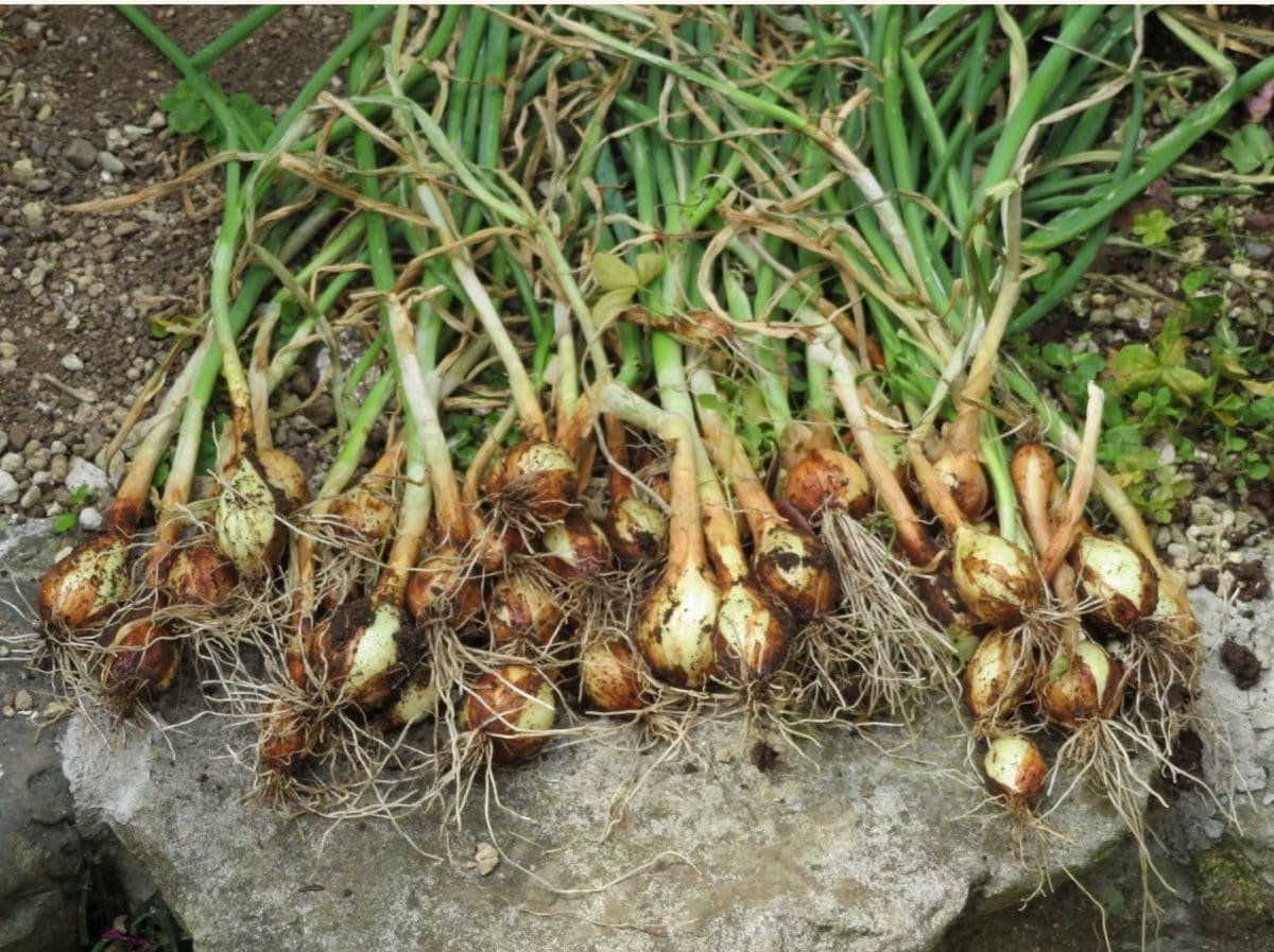 2020/05/30 １⃣📷昨年の１１月下旬に植えた、新玉ねぎをこれから植えたい野菜の為に、