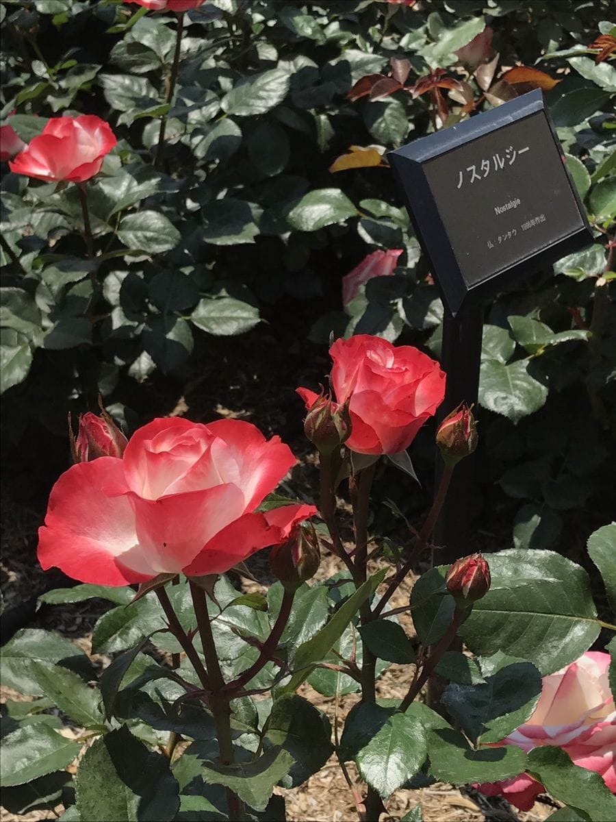 ノスタルジー 荒牧バラ公園 薔薇 のアルバム みんなの趣味の園芸
