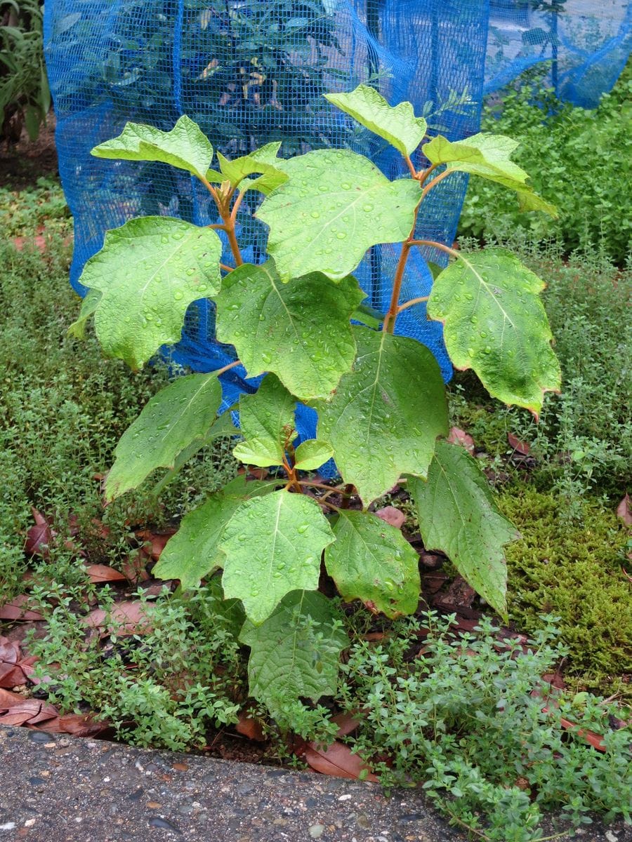 カシワバアジサイの写真 by 大江戸千里 2017年7月13日、植え付け後約1年3ヶ月のカシワ