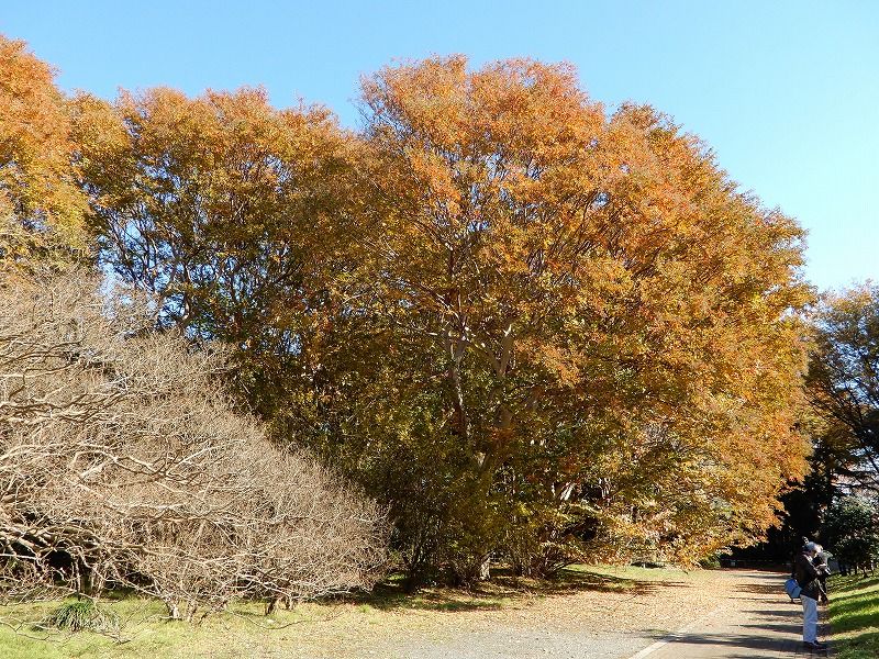 サルスベリの写真 by ミセス kesalak シマサルスベリ の 紅葉 と サルスベリ  木肌も