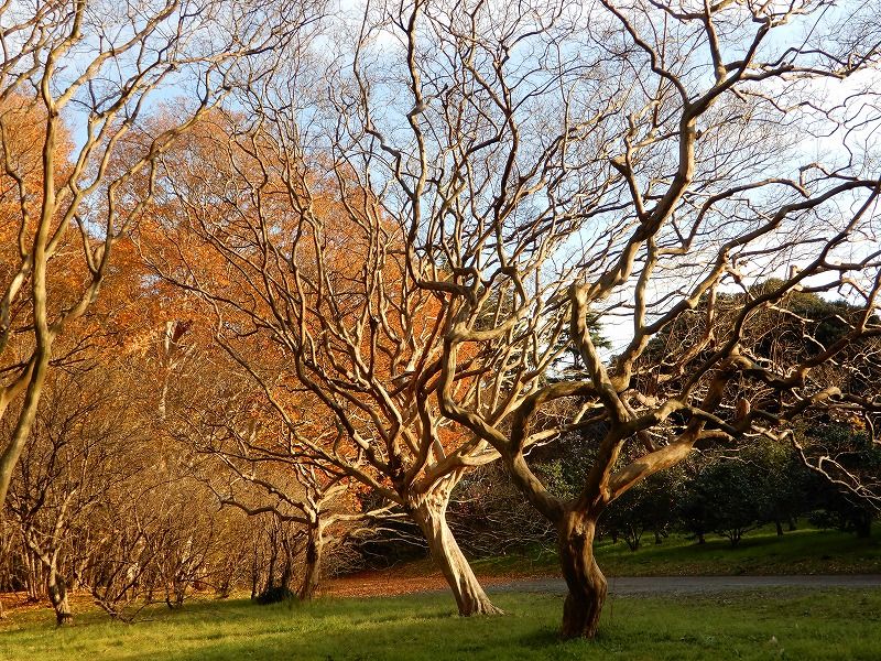 サルスベリ 裸木の美しさ  向こうはシマサルスベリの紅葉