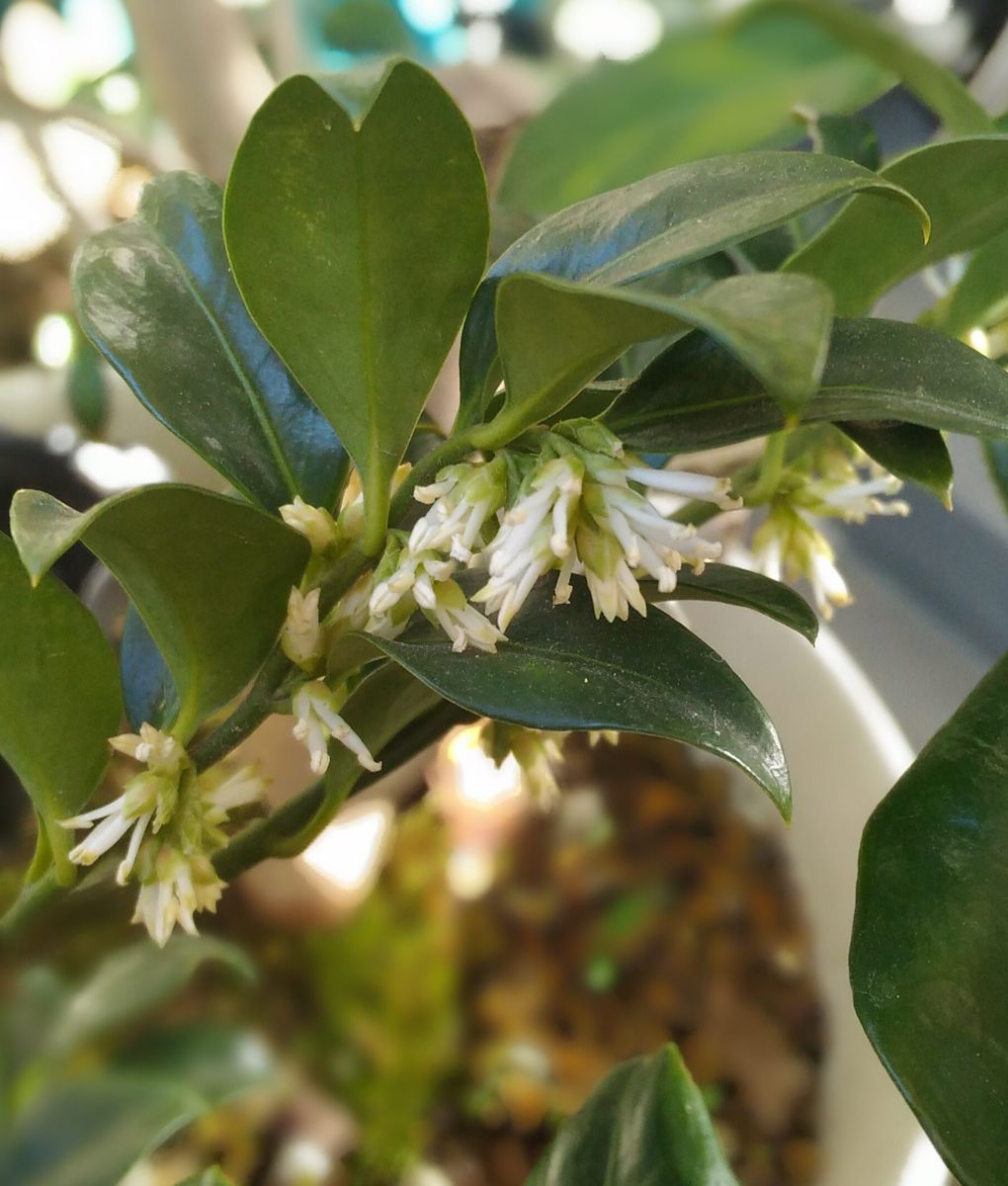 サルココッカの花が咲きました。  甘い香りがします。