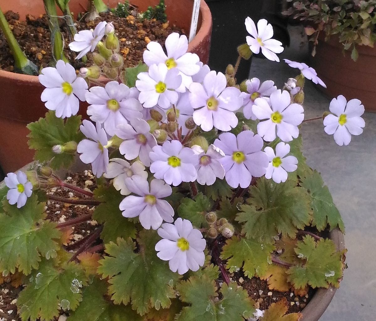 シネンシス・春風桜 青空