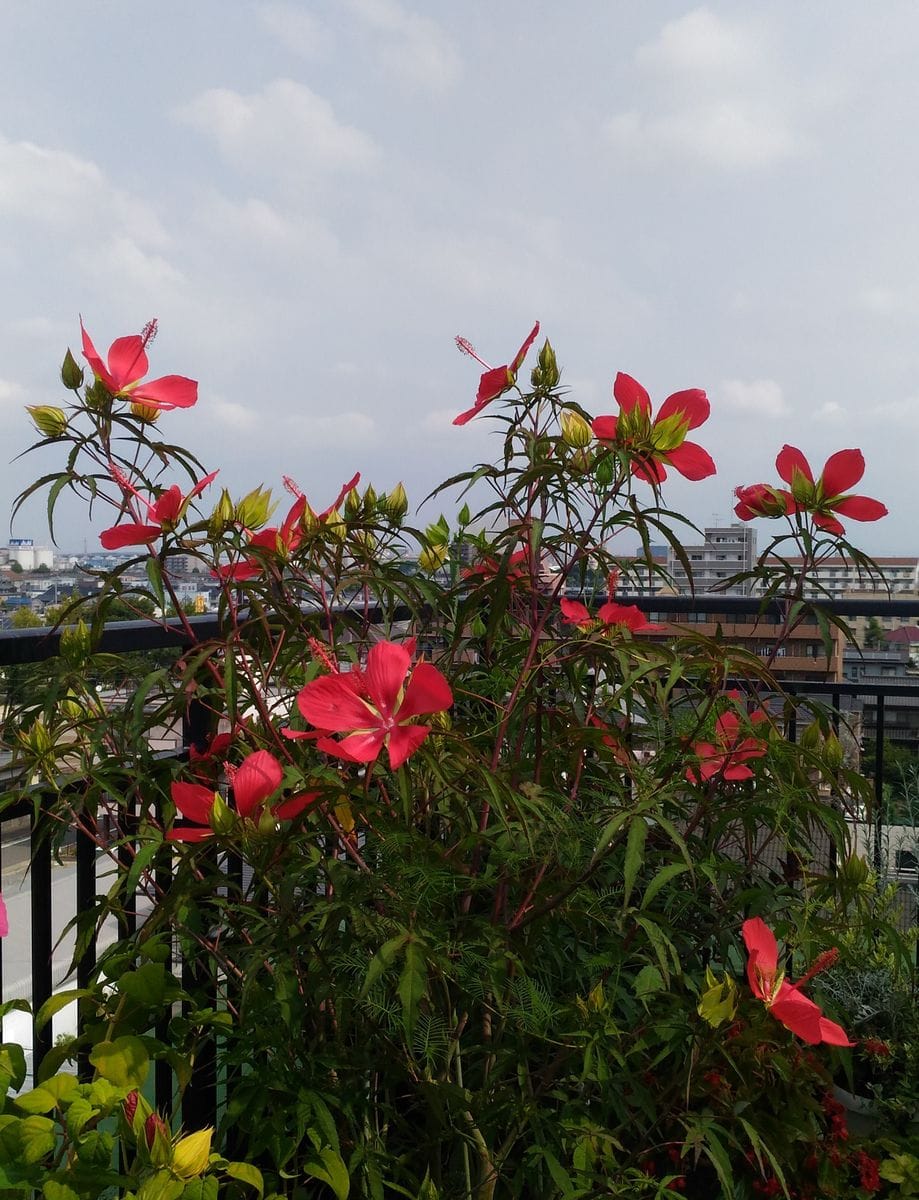 モミジアオイ  芯を止めたら側枝が沢山出ました・・・が、一度に咲く数が多いので花期