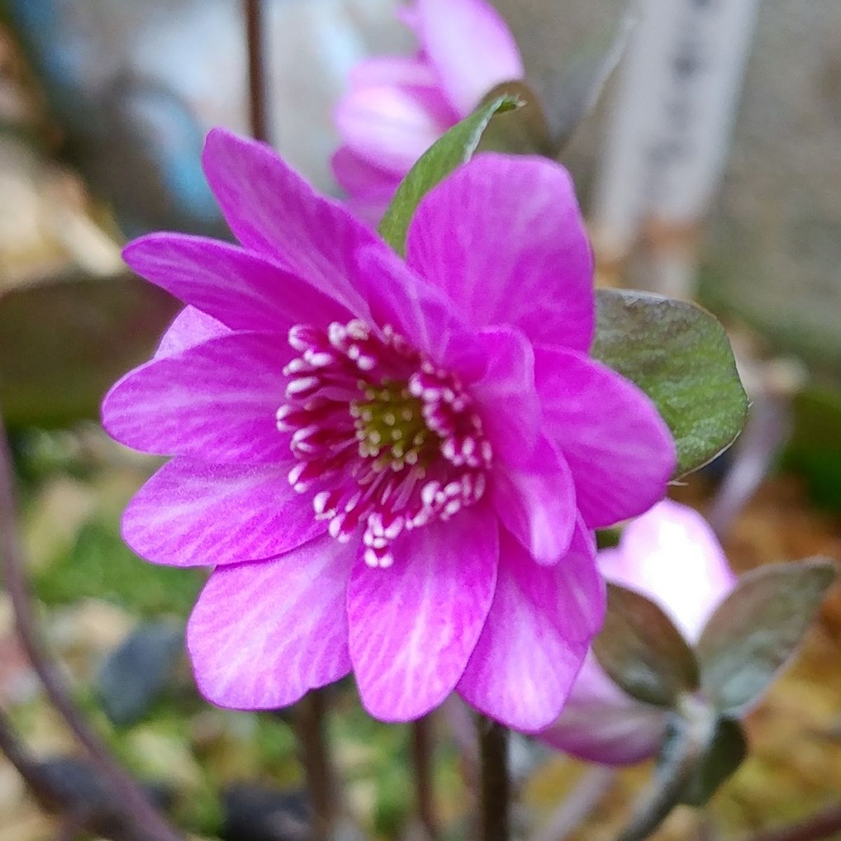 紅の匂 かさね色目 四季通用 祝儀用  シェードガーデン 華やかピンク