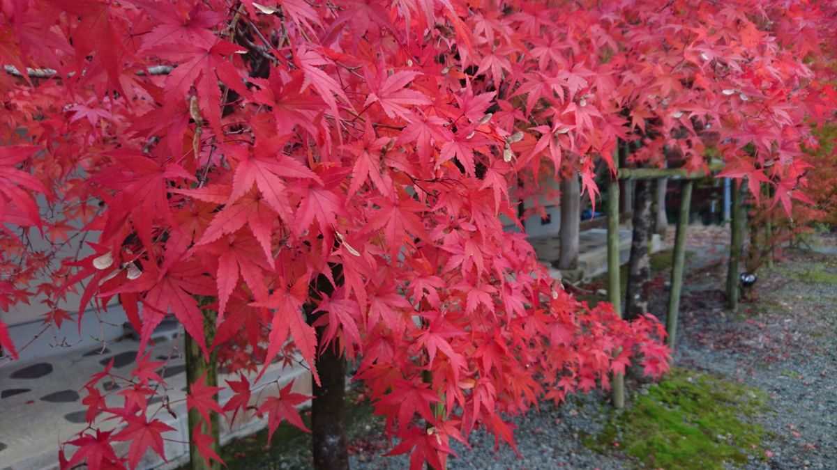 ようやく紅葉を見れた