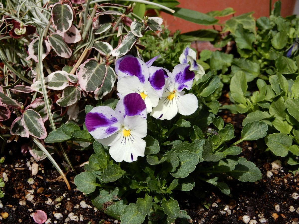 種まきビオラの花の中でも、色と模様の１番のお気に入り登録になりそうです。