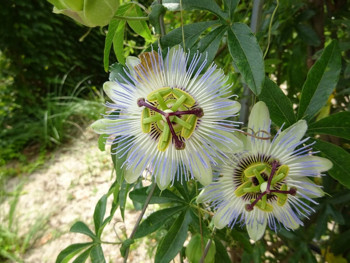 トケイソウの仲間の写真 by kakip-ken 植物園の左の時計草は10時１4分25秒かなです。