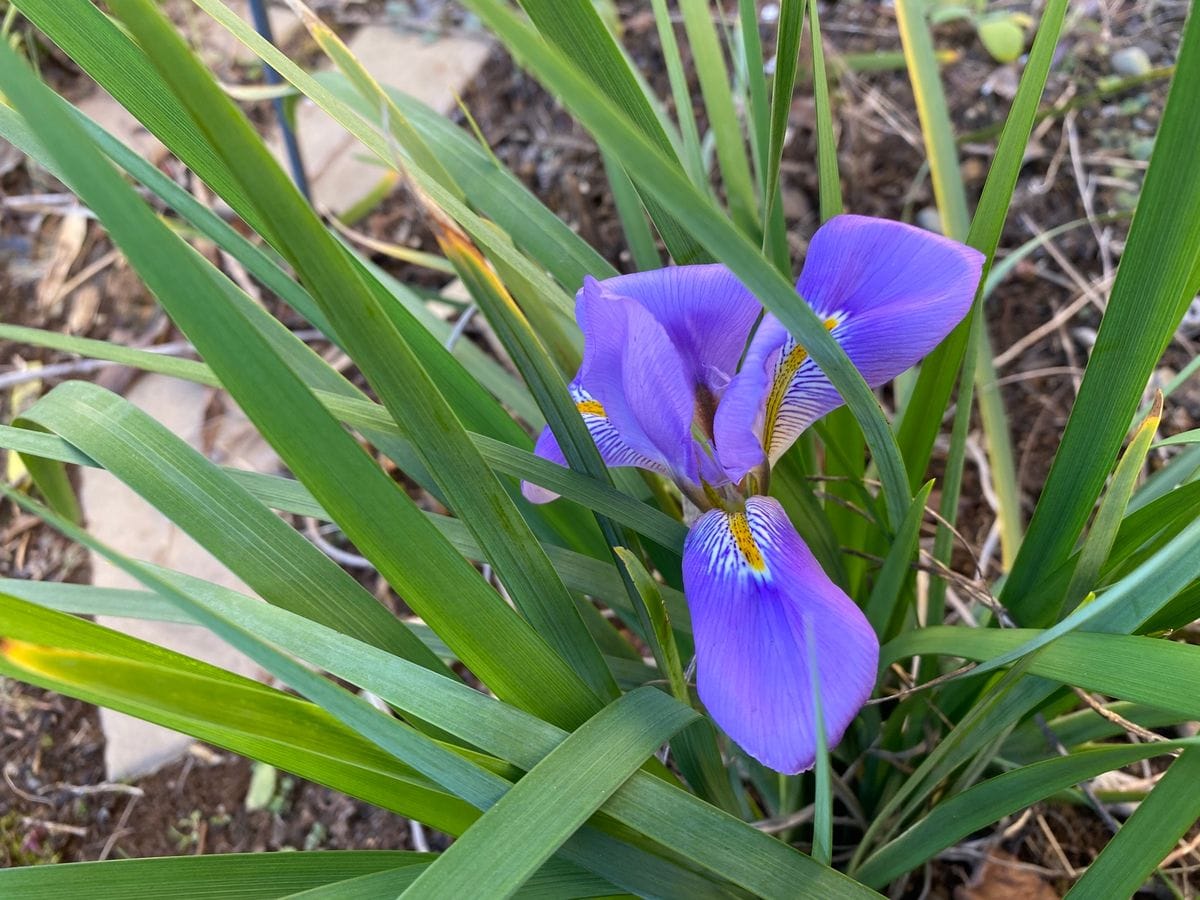 カンアヤメ…冬アヤメ 今年二回目の霜が降りた朝、 ひと花咲きました✨