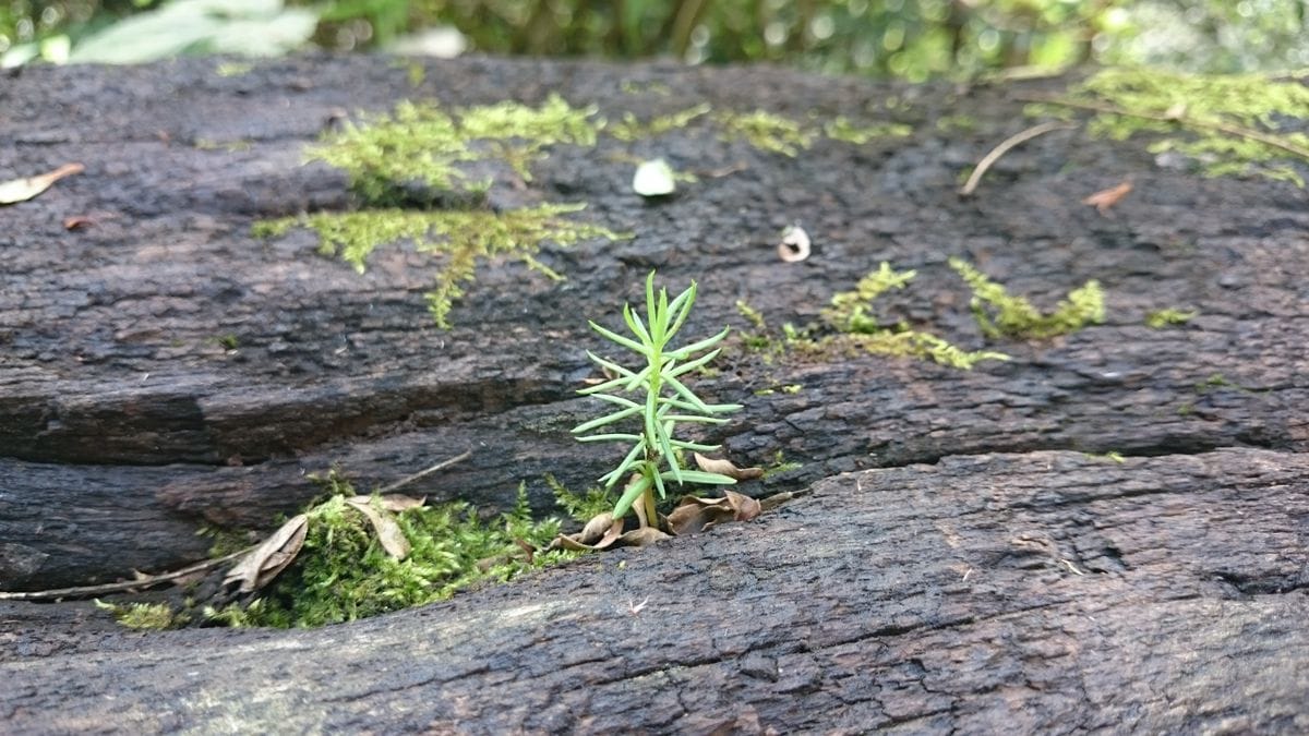 芽生え…椅子にしている枕木に、飛んできた種。