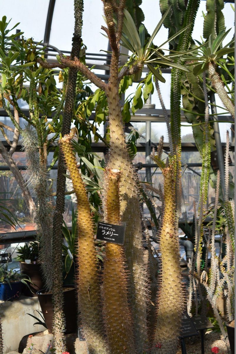 Pachypodium．lamerei パキポディウム・ラメリー 原産地 マダガスカル 多肉植物の一種