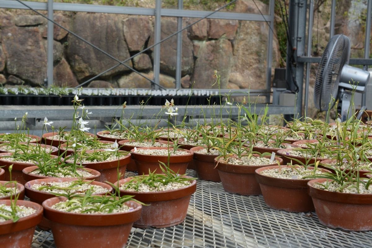 Pecteilis．radiata  ペクテリス ラディアータ 原産地 日本 台湾 朝鮮半島 ラン科植物