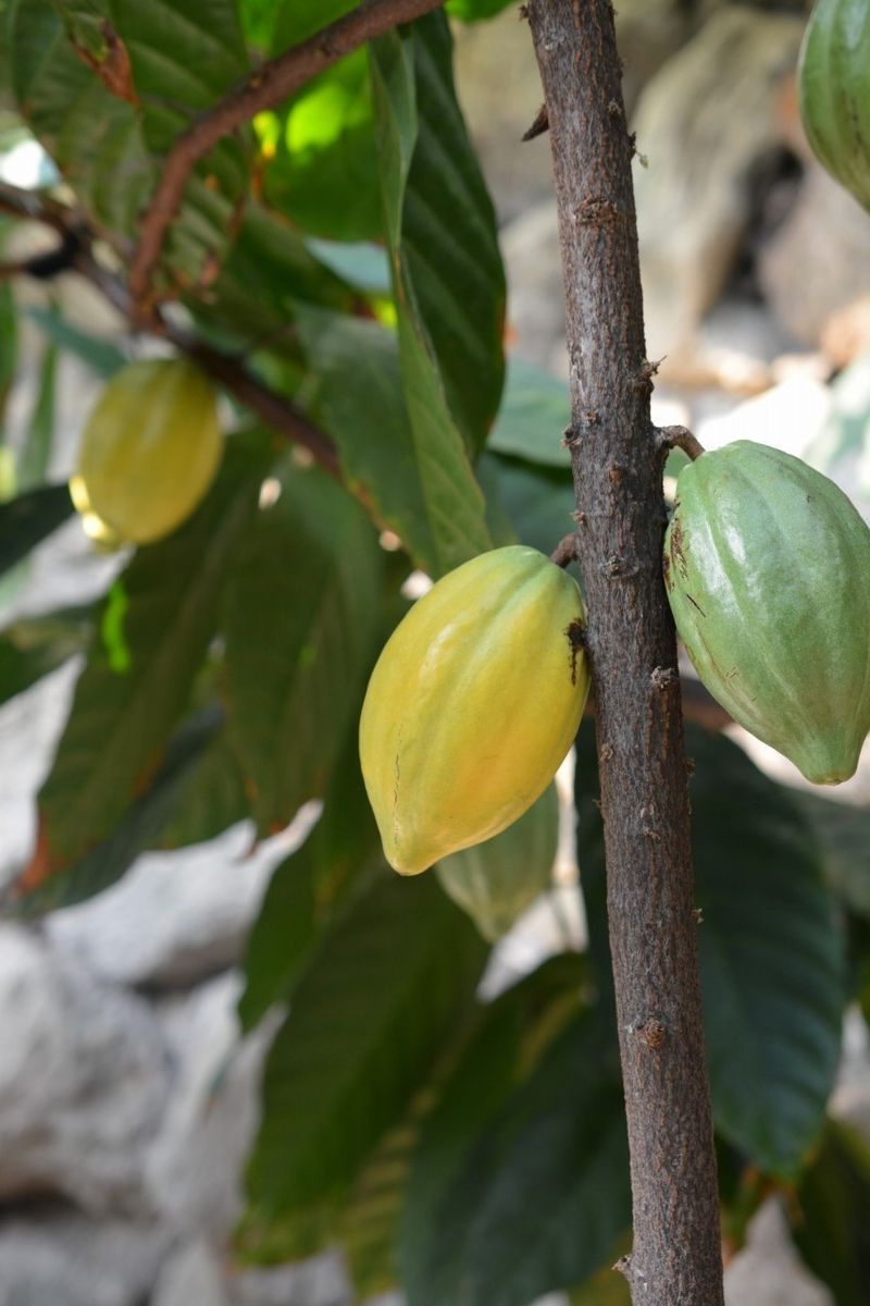 Theobroma cacao セオボロマ カカオ 原産地 中南米 チョコレートやココアの原料となる