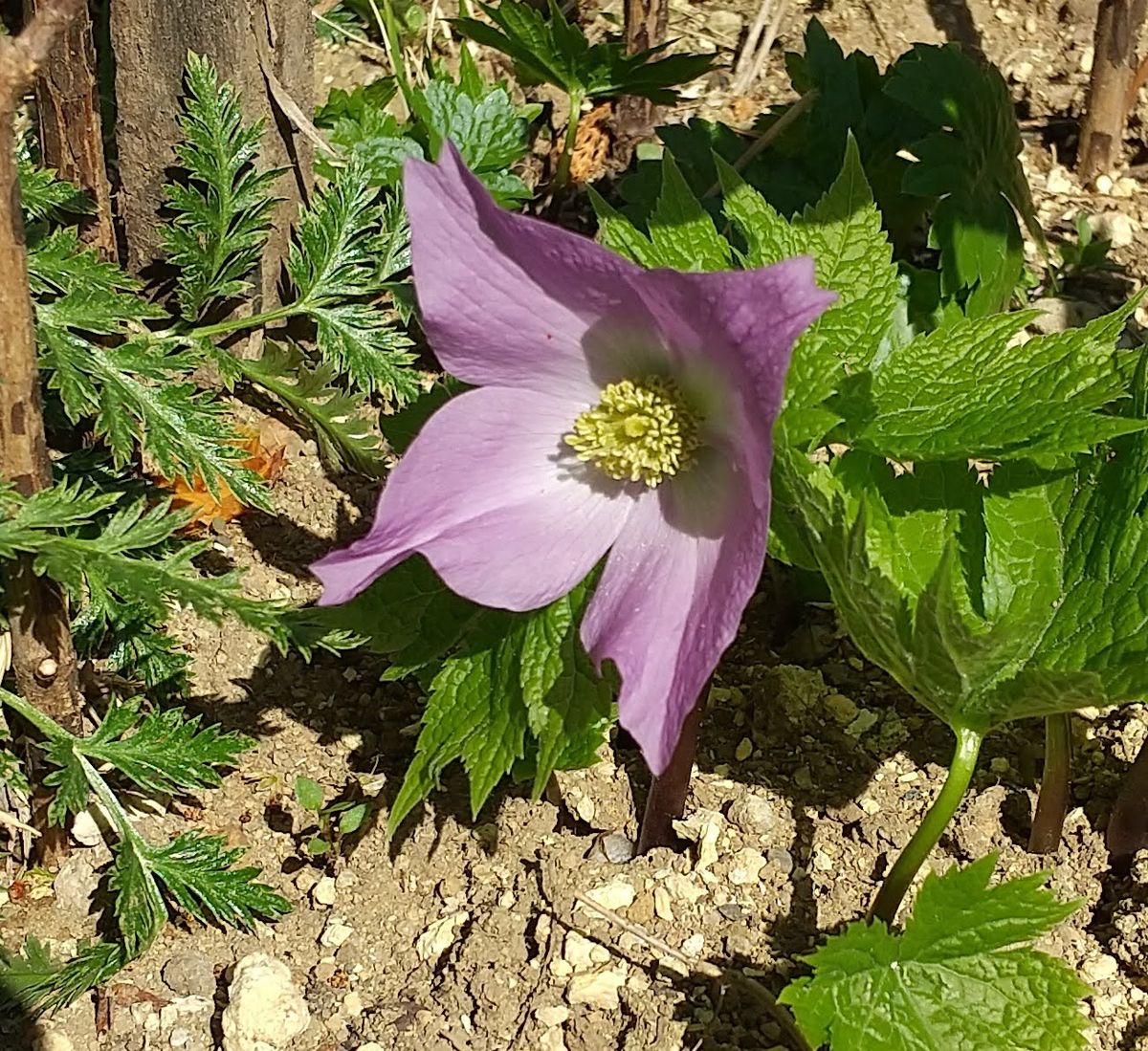 2021年4月初めて花を見ました。