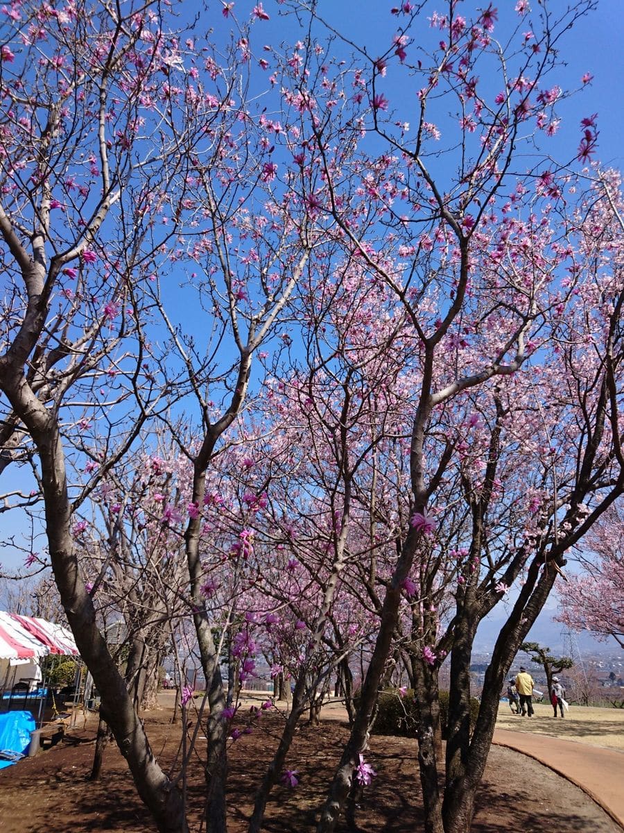 モクレンの写真 by いけの恋 ふるさと公園  もくれんも・・。  📷2017.4.4