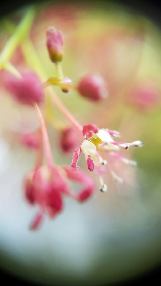 かえで〈紅葉？〉の花