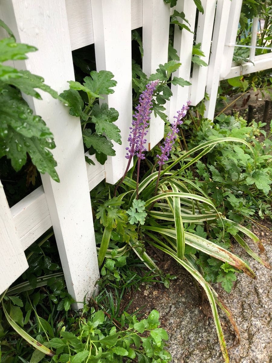 ヤブラン  紫の花が上品で素敵です。